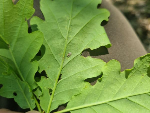 Sietnička dubov&aacute;