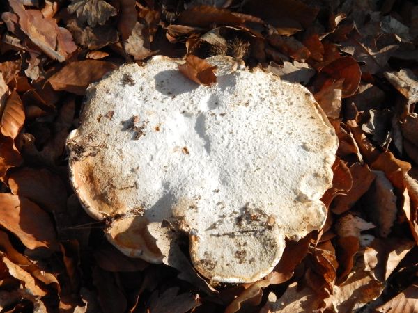 Brezovn&iacute;k obyčajn&yacute;