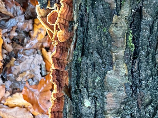 Pevn&iacute;k chlpat&yacute;