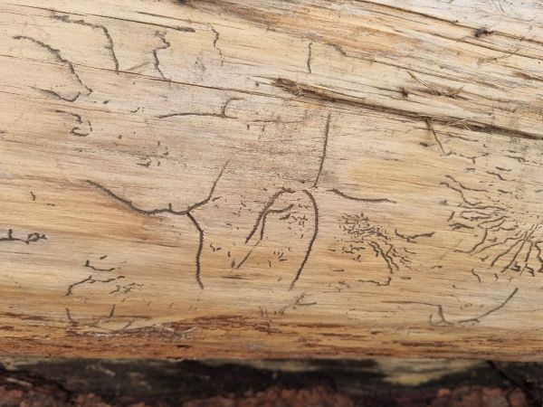 Lykožr&uacute;t prostredn&yacute;