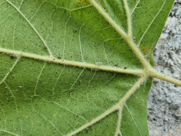 Sietnička platanov&aacute;