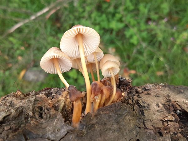 A - nie je v datab&aacute;ze