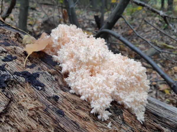 A - nie je v datab&aacute;ze