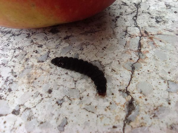 A - nejednoznačne určen&yacute;, nie sme si ist&iacute;