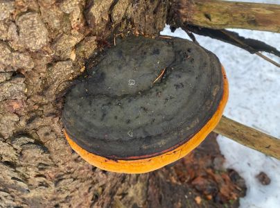 Pr&aacute;chnovček p&aacute;sikav&yacute; 