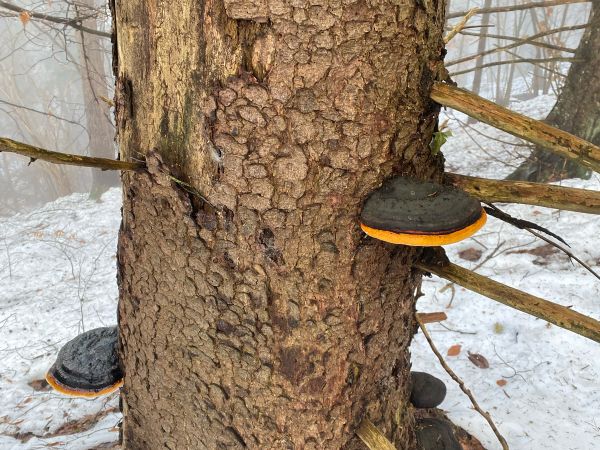 Pr&aacute;chnovček p&aacute;sikav&yacute; 