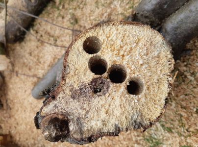 Drev&aacute;r fialov&yacute;