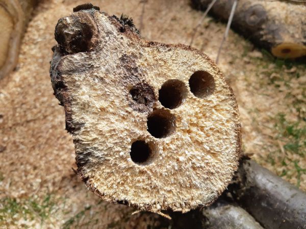 Drev&aacute;r fialov&yacute;