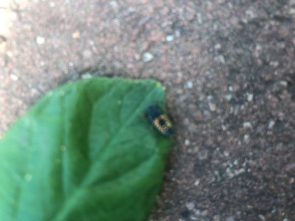 Lienka v&yacute;chodn&aacute;