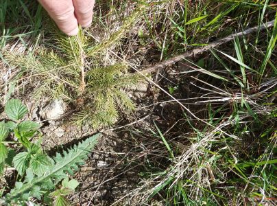 Tvrdoň smrekov&yacute;