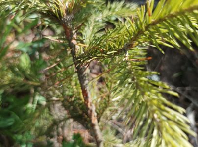 Tvrdoň smrekov&yacute;