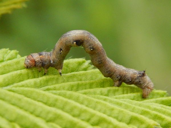 A - nie je v datab&aacute;ze