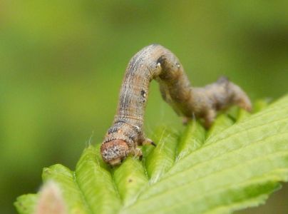 A - nie je v datab&aacute;ze