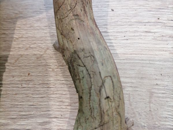 Lykožr&uacute;t dvojzub&yacute;