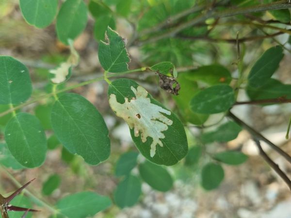 Psotka ag&aacute;tov&aacute; 