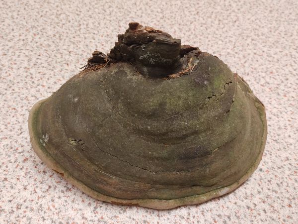 Pr&aacute;chnovec kopytovit&yacute;