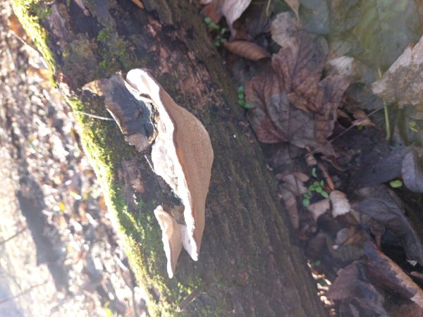 A - nejednoznačne určen&yacute;, nie sme si ist&iacute;