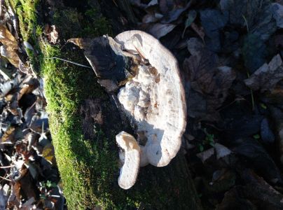 A - nejednoznačne určen&yacute;, nie sme si ist&iacute;