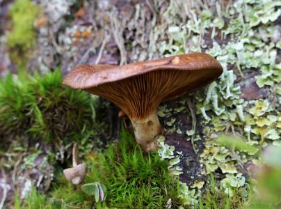 A - nie je v datab&aacute;ze