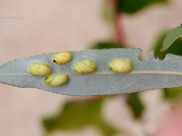 Hrčiarka Pontania proxima