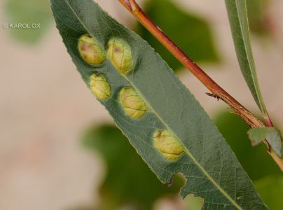 Hrčiarka Pontania proxima
