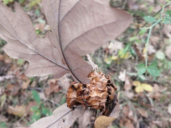 Hrčiarka Andricus dentimitratus