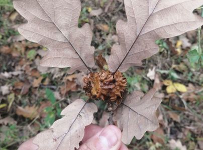 Hrčiarka Andricus dentimitratus