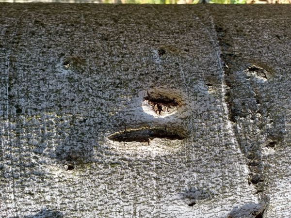 Lykožr&uacute;t bukov&yacute;