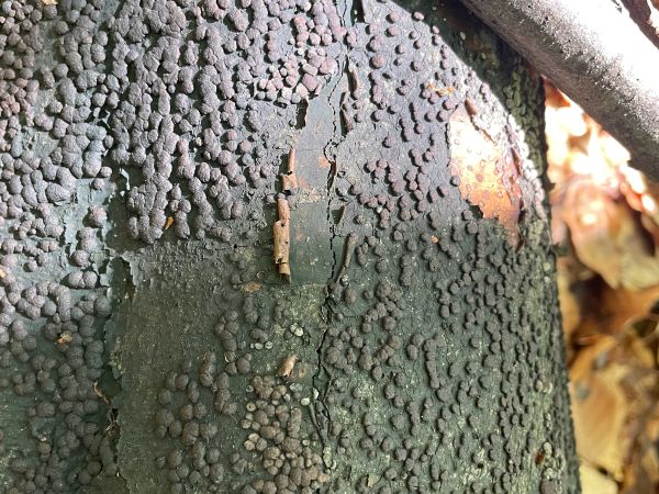 Drevovček bukov&yacute;