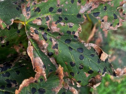 Čerň javorov&aacute;