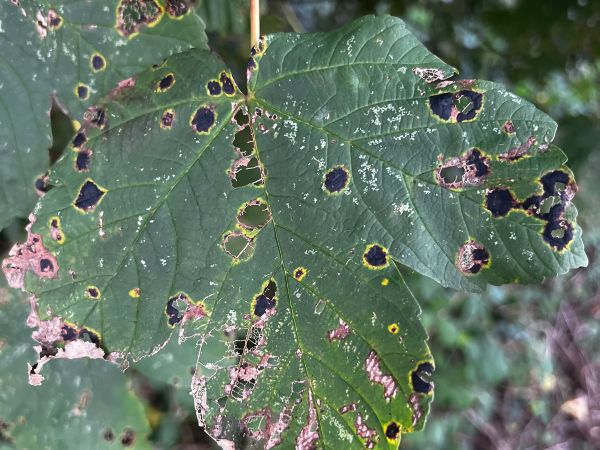 Čerň javorov&aacute;