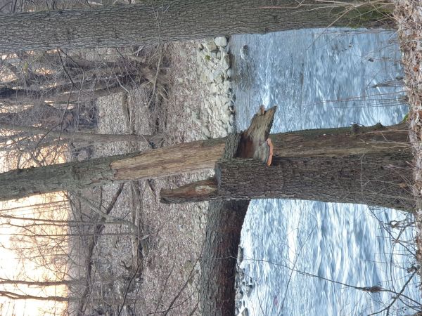 Pr&aacute;chnovček p&aacute;sikav&yacute; 