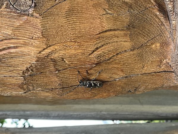 Vrz&uacute;nik pralesov&yacute;