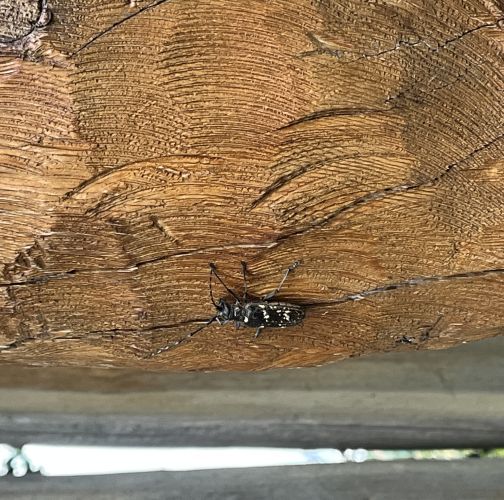  Karolína Hrabovská