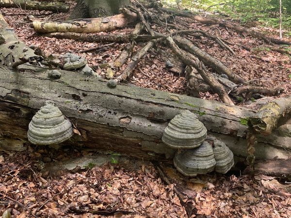 Pr&aacute;chnovec kopytovit&yacute;