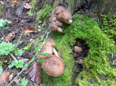 &Scaron;upinovka &scaron;upinat&aacute;