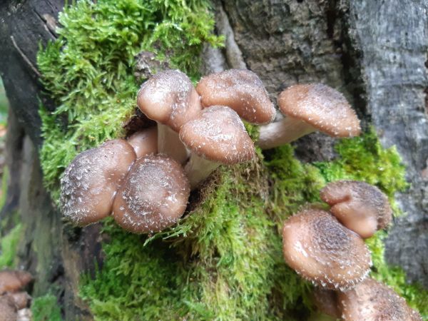 &Scaron;upinovka &scaron;upinat&aacute;