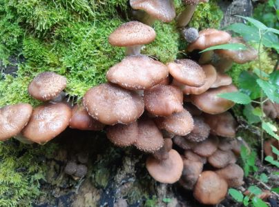 &Scaron;upinovka &scaron;upinat&aacute;