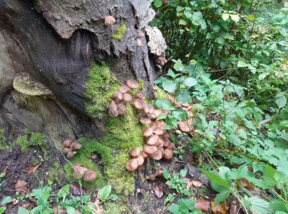 &Scaron;upinovka &scaron;upinat&aacute;