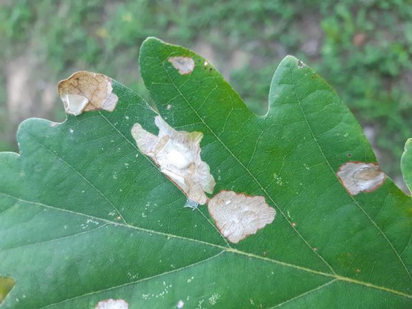 A - nejednoznačne určen&yacute;, nie sme si ist&iacute;