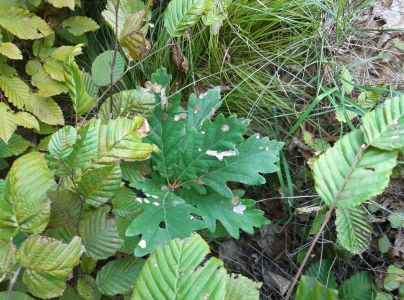 A - nejednoznačne určen&yacute;, nie sme si ist&iacute;