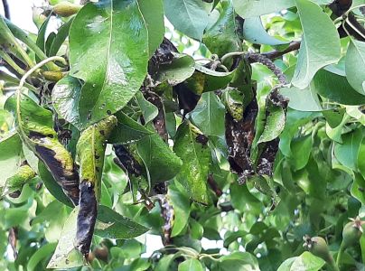 Hrdzavka hru&scaron;kov&aacute;