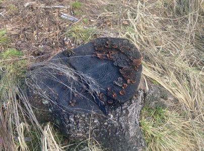 Tr&aacute;movka plotov&aacute;