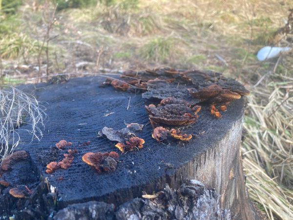 Tr&aacute;movka plotov&aacute;