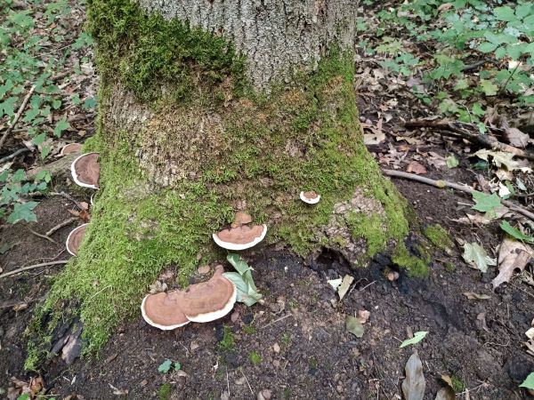 Lesklok&ocirc;rovka ploch&aacute;