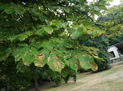 Plosk&aacute;čik paga&scaron;tanov&yacute;