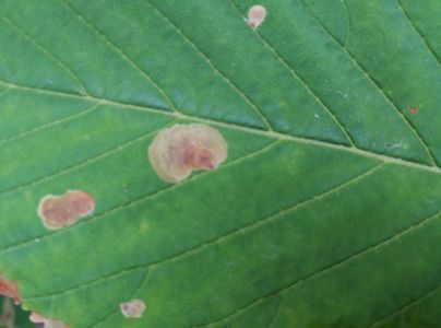 Plosk&aacute;čik paga&scaron;tanov&yacute;