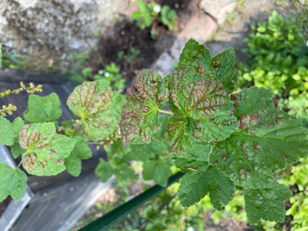 Vo&scaron;ka r&iacute;bezľov&aacute;