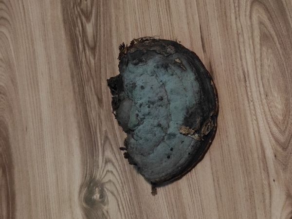 Pr&aacute;chnovček p&aacute;sikav&yacute; 