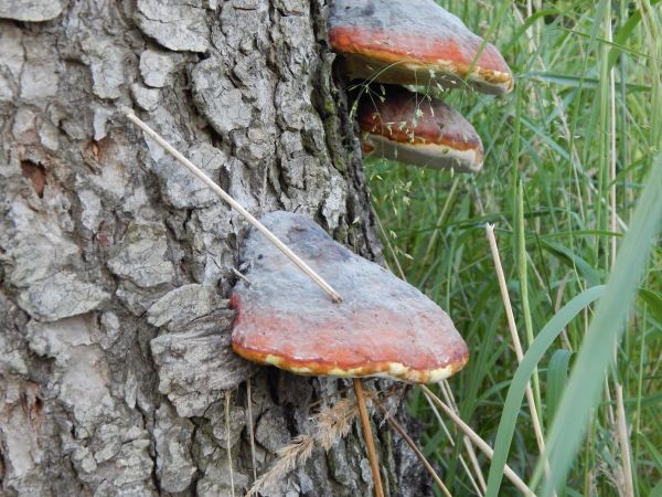 Pr&aacute;chnovček p&aacute;sikav&yacute; 